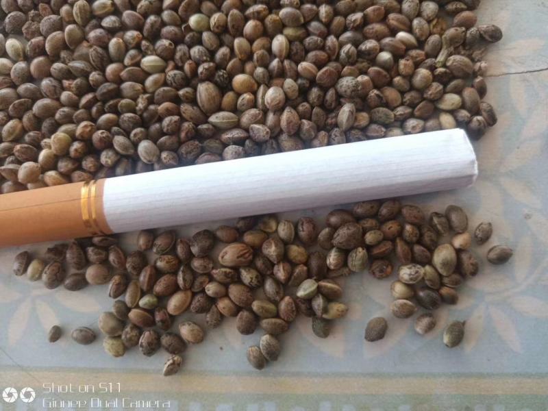 麻子，中颗粒人吃，喂鸟，榨油，火麻子，低水分净粮