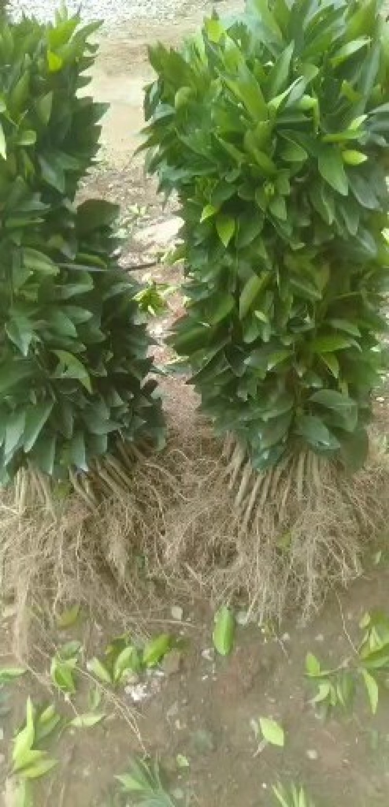【热销】阿尔及利亚夏橙苗优质品种现已经广泛种植包邮