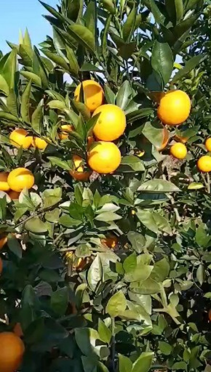 【热销】阿尔及利亚夏橙苗优质品种现已经广泛种植包邮