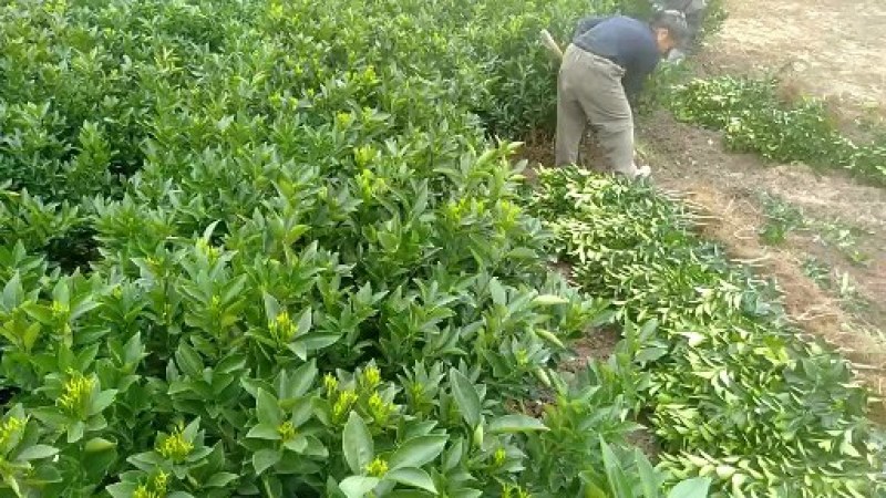 【热销】阿尔及利亚夏橙苗优质品种现已经广泛种植包邮