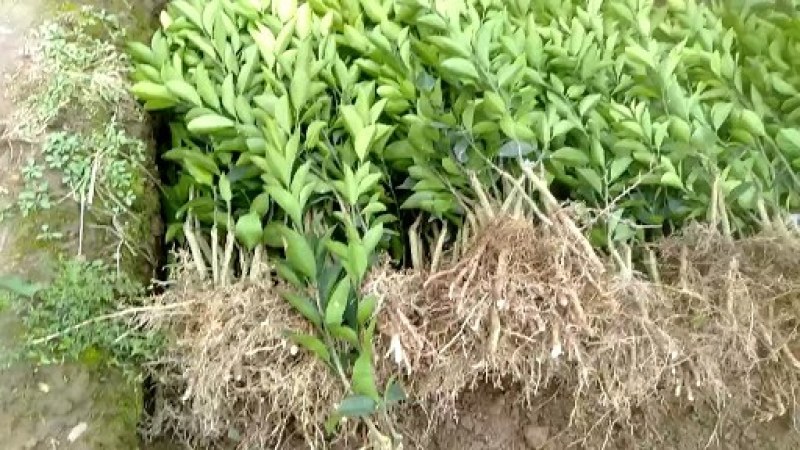 【热销】阿尔及利亚夏橙苗优质品种现已经广泛种植包邮
