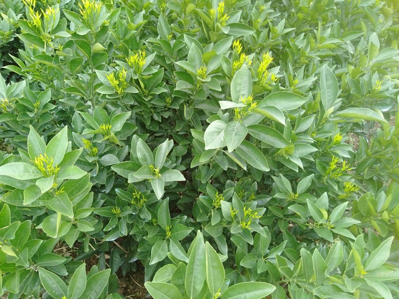 【热销】阿尔及利亚夏橙苗优质品种现已经广泛种植包邮
