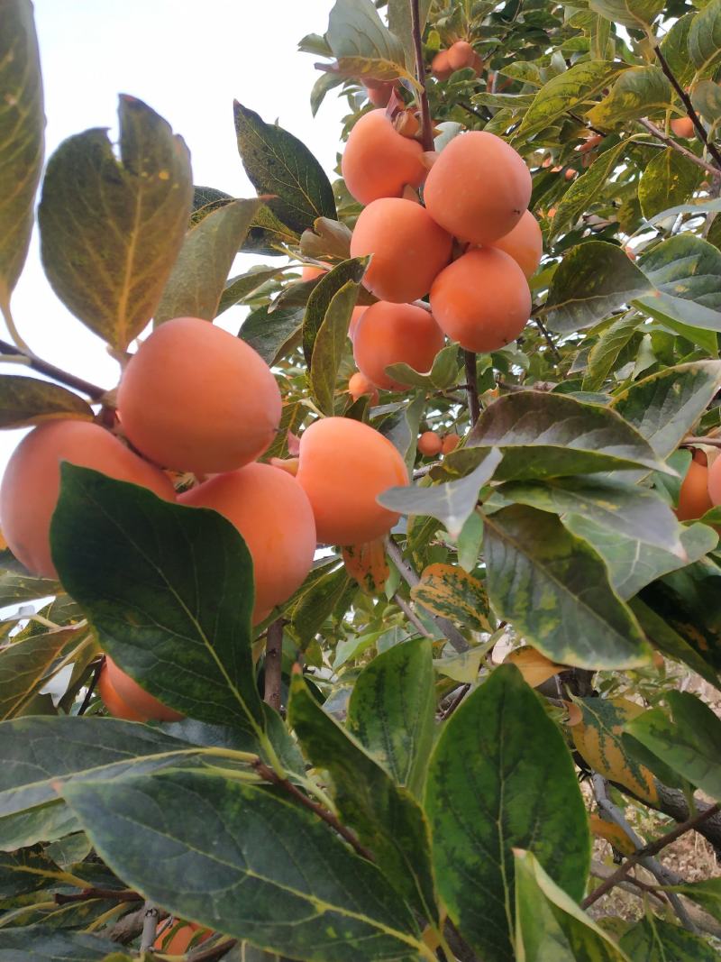 2020青州霜降吊饼，一年只卖40天左右