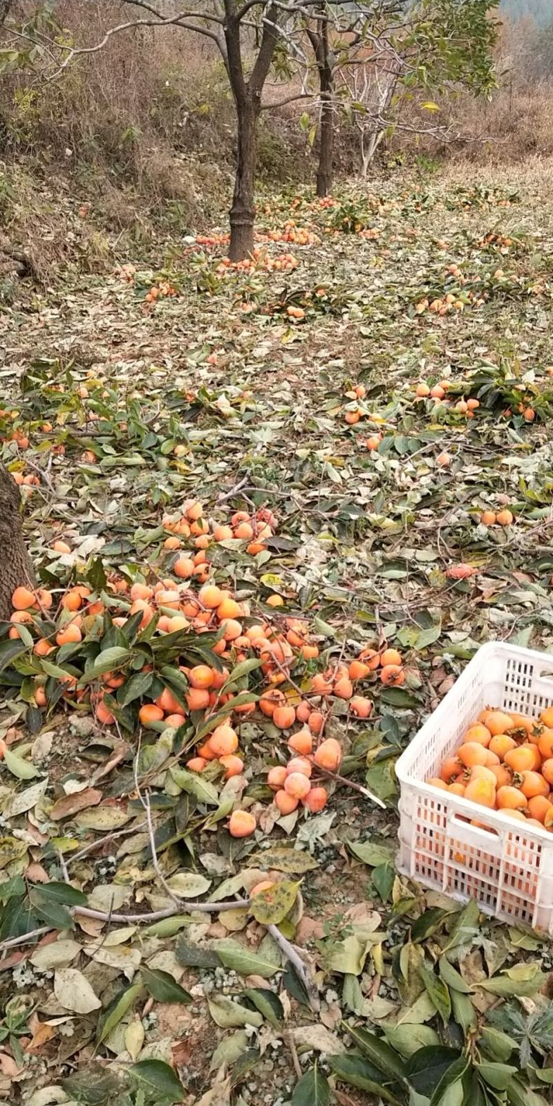 2020青州霜降吊饼，一年只卖40天左右