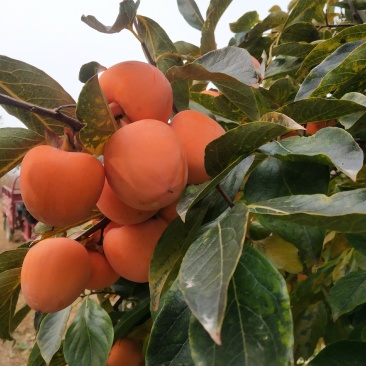 2020青州霜降吊饼，一年只卖40天左右