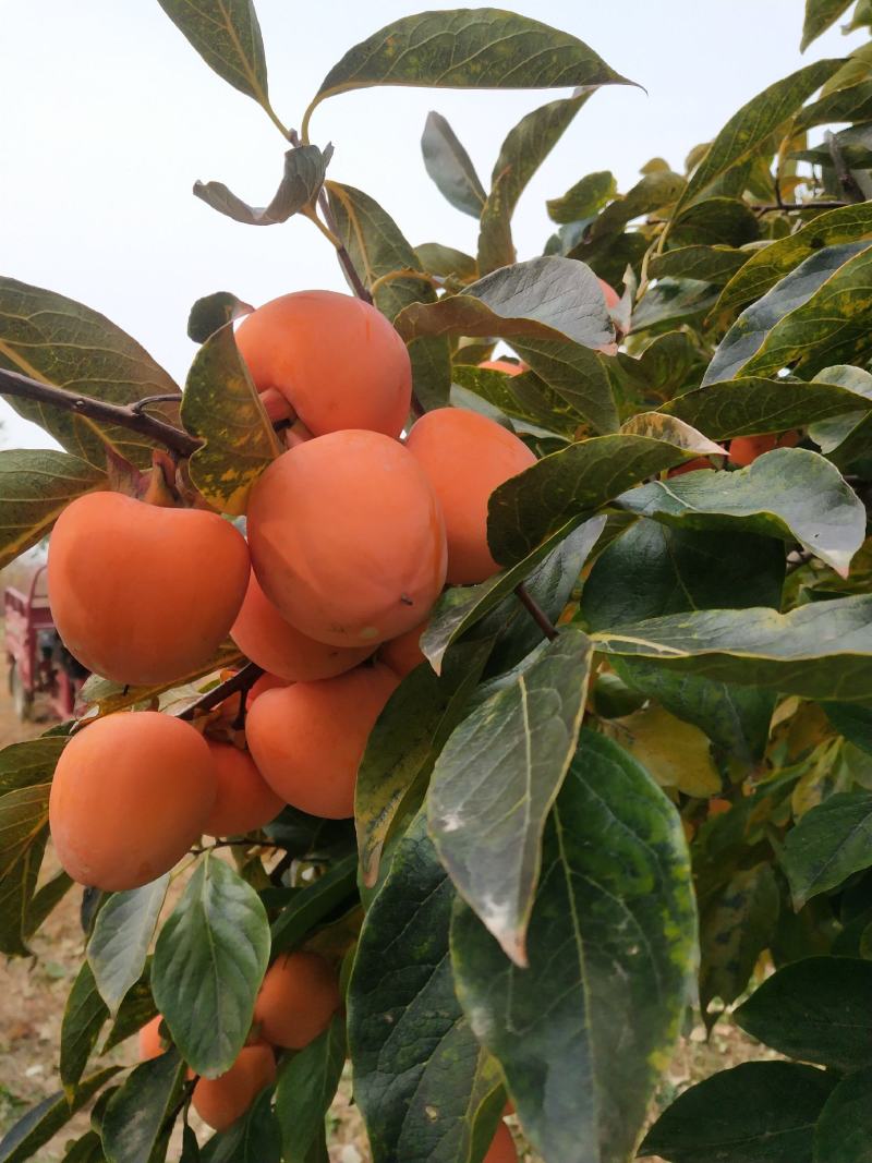 2020青州霜降吊饼，一年只卖40天左右