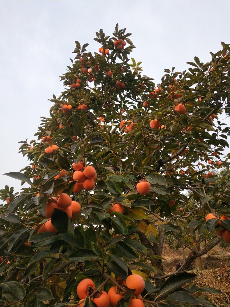 2020青州霜降吊饼，一年只卖40天左右