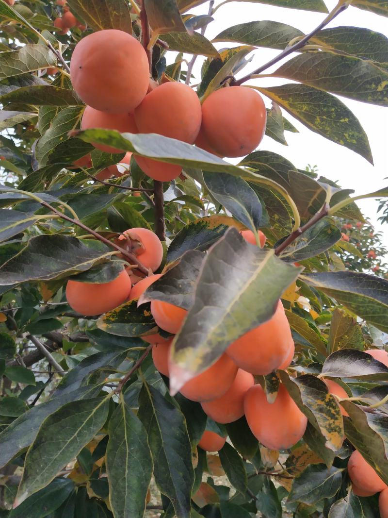 2020青州霜降吊饼，一年只卖40天左右