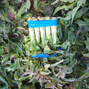 精品红叶莴笋有货了，够重，够大