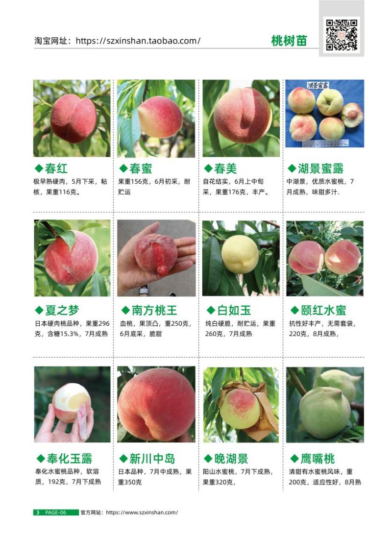 锦园黄桃树苗金灿桃苗奉贤7月黄桃苗嫁接桃树苗