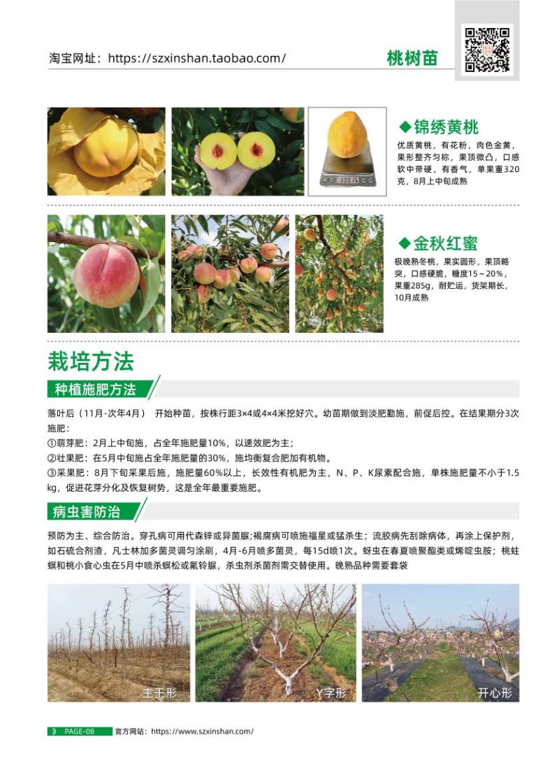锦园黄桃树苗金灿桃苗奉贤7月黄桃苗嫁接桃树苗