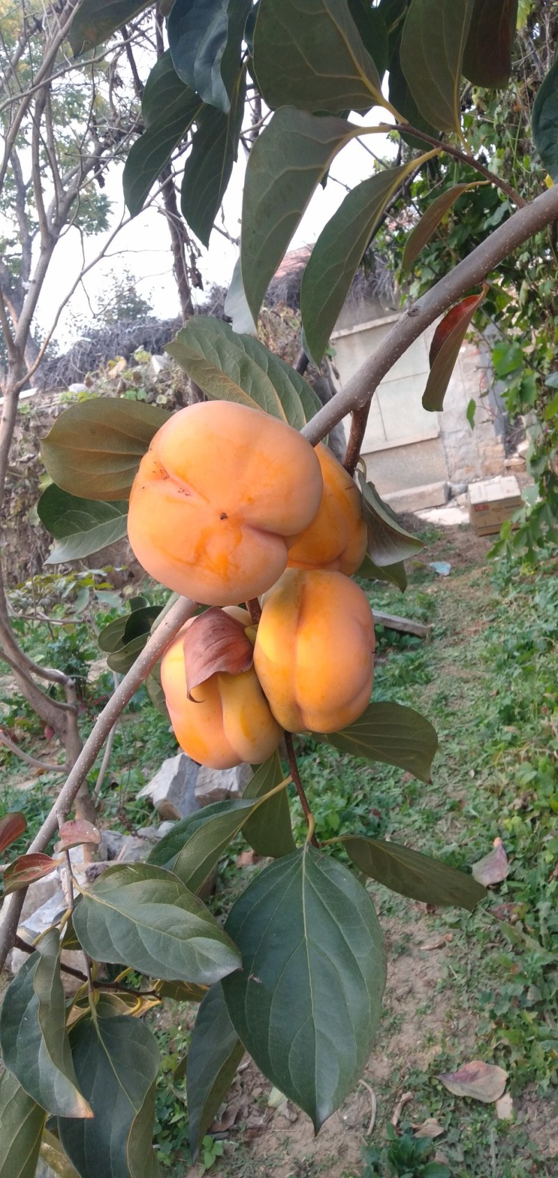 山区大柿子口味甜，肉质粘稠