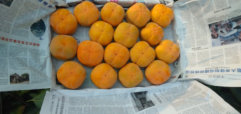 山区大柿子口味甜，肉质粘稠