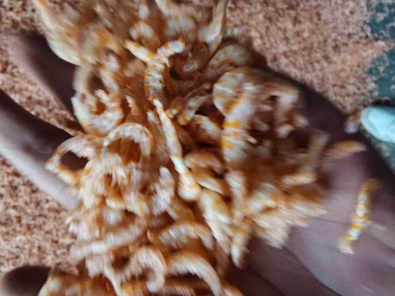 淡干无盐磷虾肉，资质齐全，厂家发货，大量批发