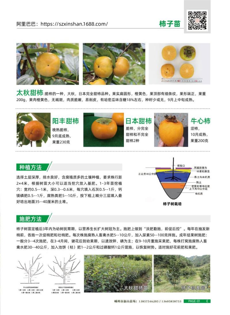 柿树日本甜柿子树苗柿子树苗新品种甜脆柿苗柿子苗