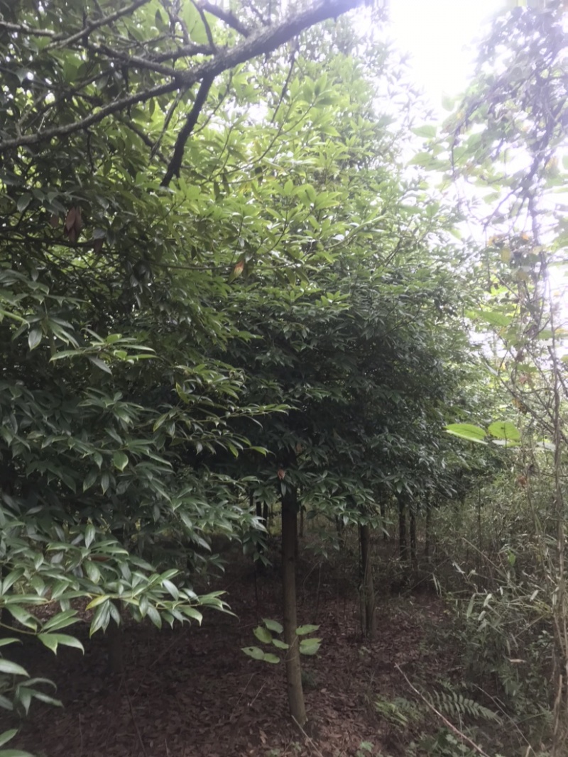 楠木，桢楠5-9公分，原生冠，宝塔形