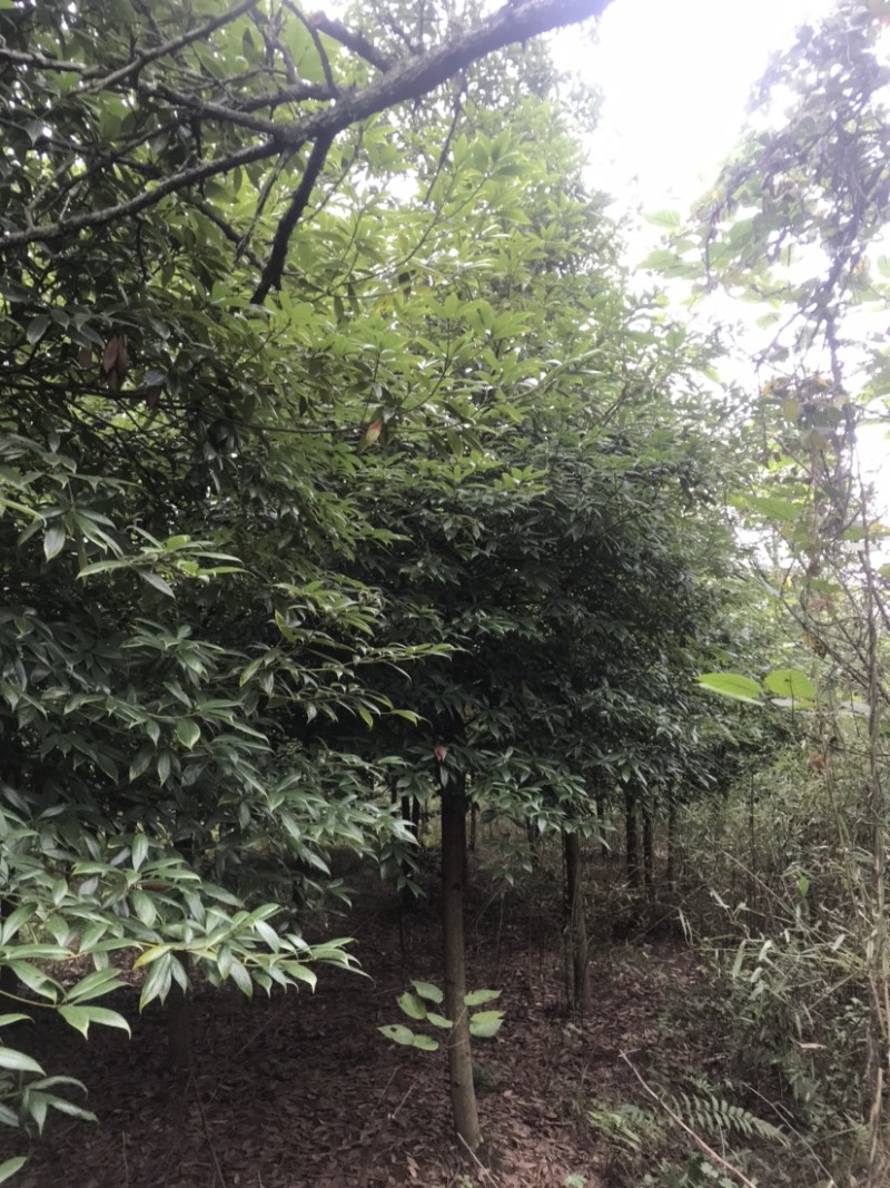 楠木，桢楠5-9公分，原生冠，宝塔形