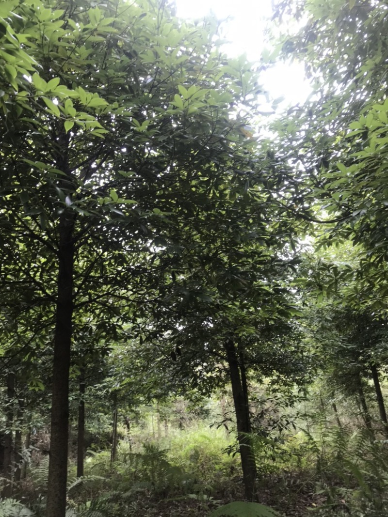 楠木，桢楠5-9公分，原生冠，宝塔形