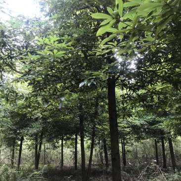 楠木，桢楠5-9公分，原生冠，宝塔形