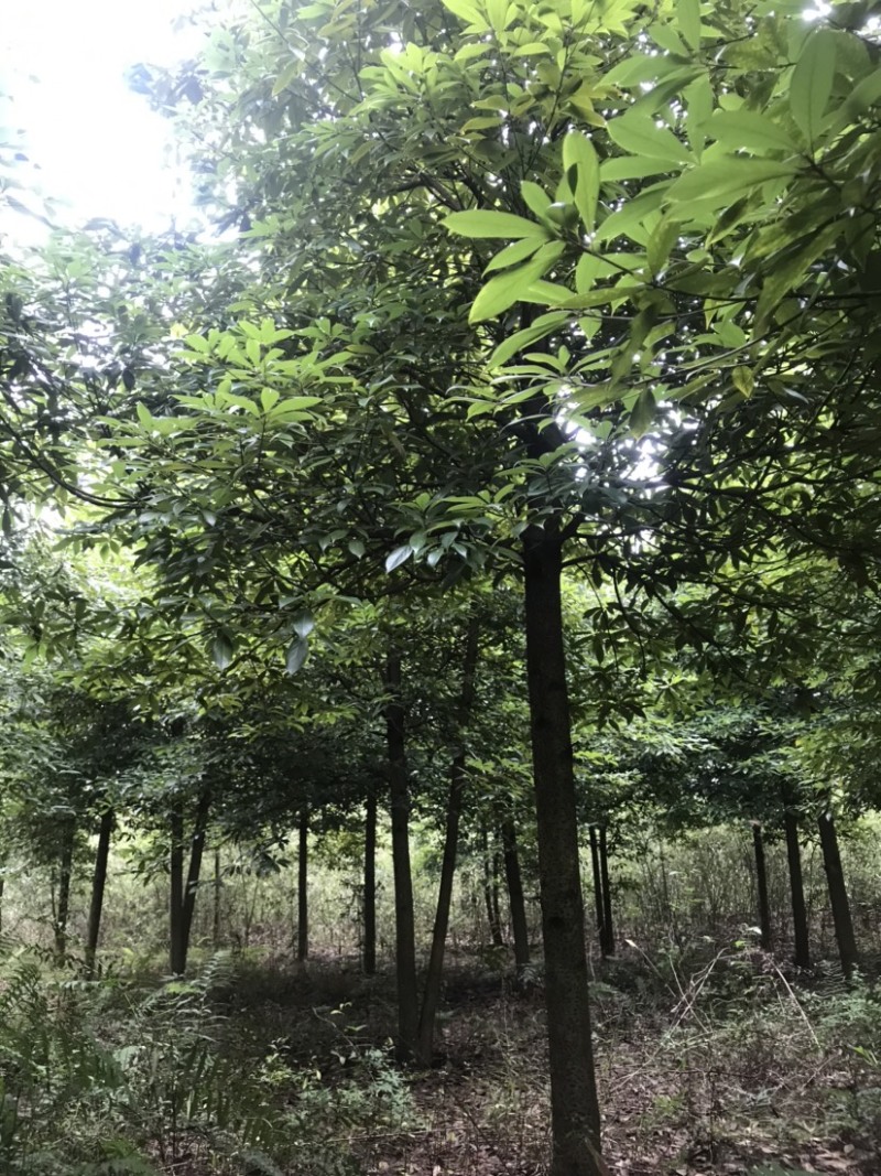 楠木，桢楠5-9公分，原生冠，宝塔形