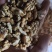 老树核桃新鲜上市，香酥饱满薄皮味道鲜美，走亲访友优选产品