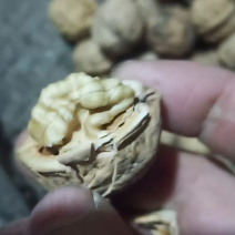 老树核桃新鲜上市，香酥饱满薄皮味道鲜美，走亲访友优选产品