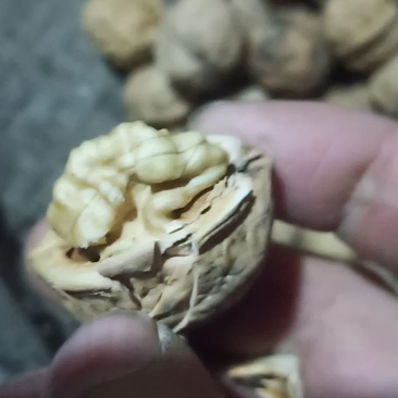 老树核桃新鲜上市，香酥饱满薄皮味道鲜美，走亲访友优选产品