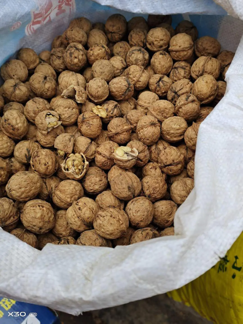 老树核桃新鲜上市，香酥饱满薄皮味道鲜美，走亲访友优选产品