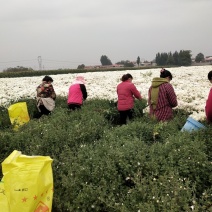 邯郸市祁白菊，北京菊菊花鲜花上市，基地供应