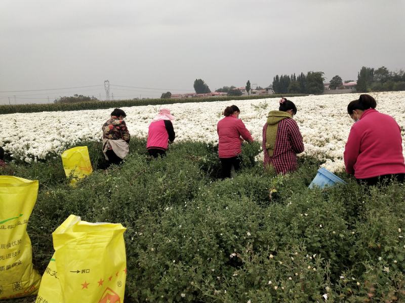 邯郸市祁白菊，北京菊菊花鲜花上市，基地供应