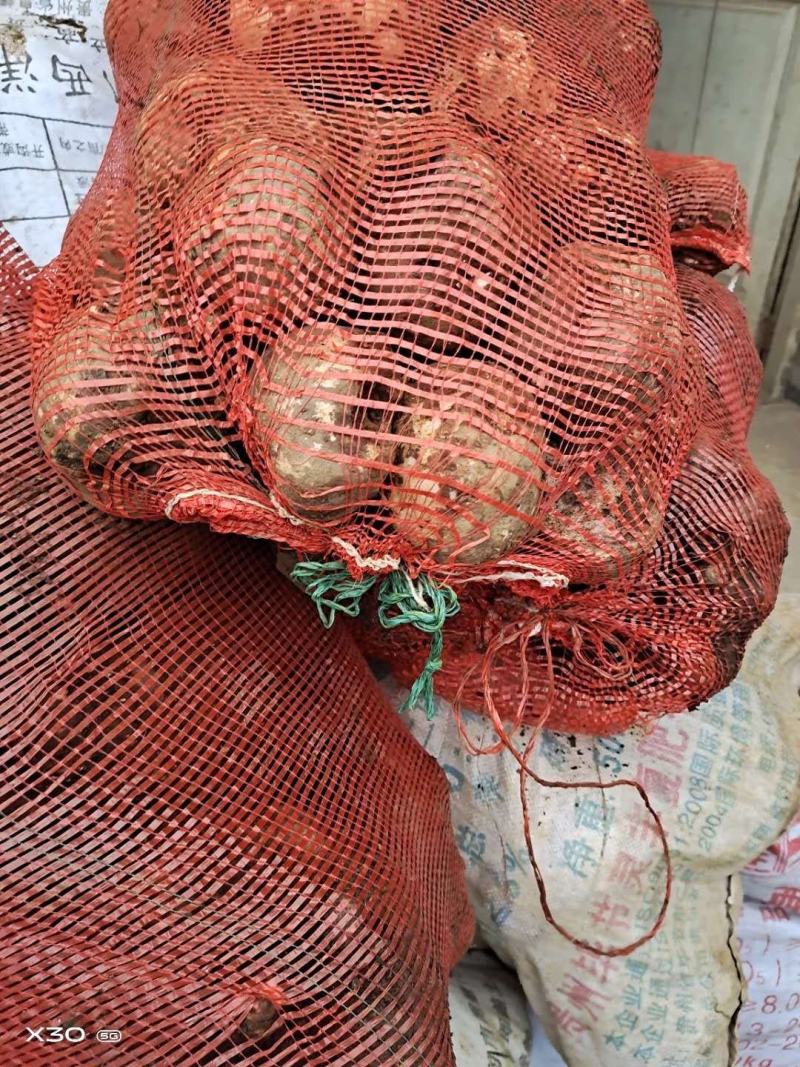 【精品】鲜货正宗魔芋产地直供保质保量量大从优，支持