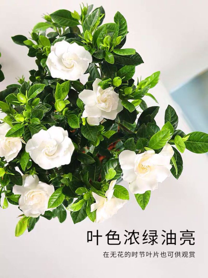 栀子花苗免费包邮全部基地直销现挖现卖