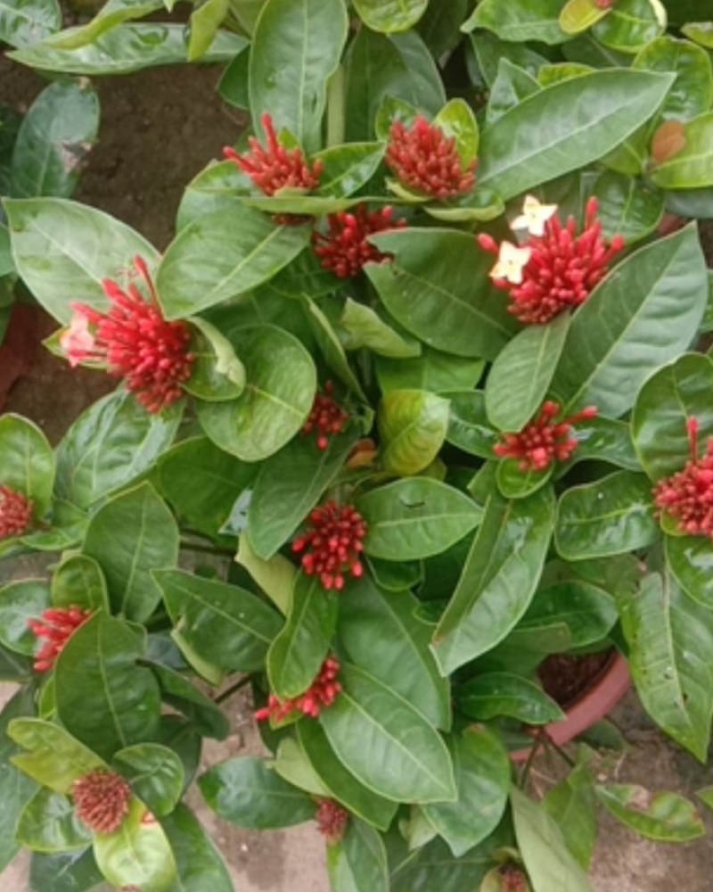 龙船花产地直销大量供应