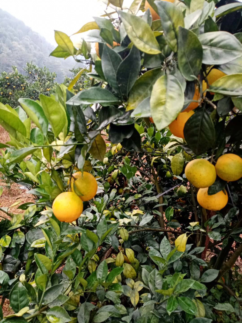脐橙