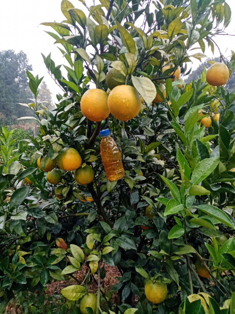 脐橙