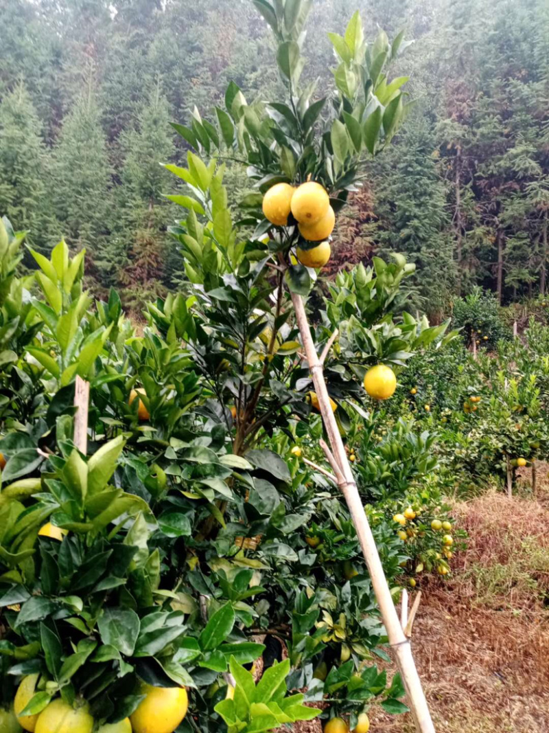 脐橙