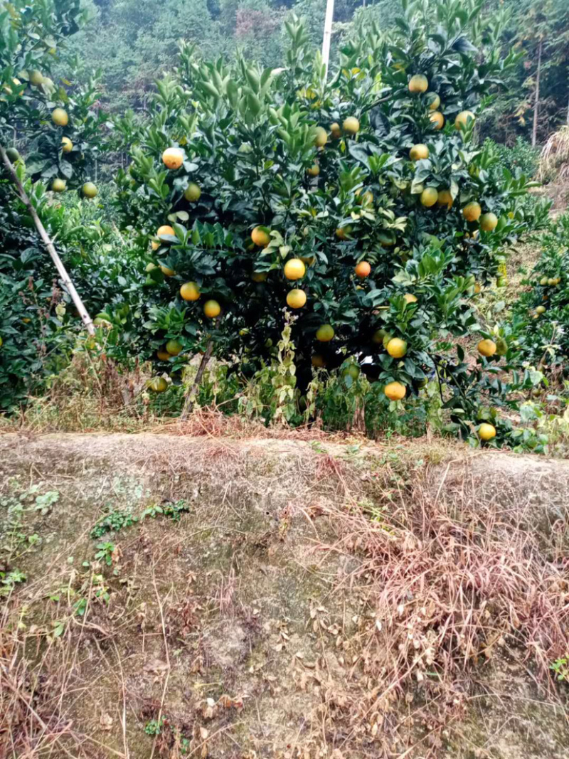 脐橙