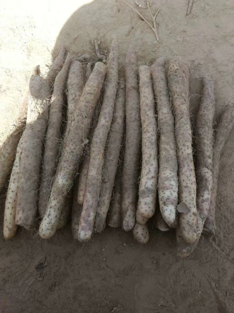 【热卖中】河北麻山药产地直达供应商超批发市场大量供货