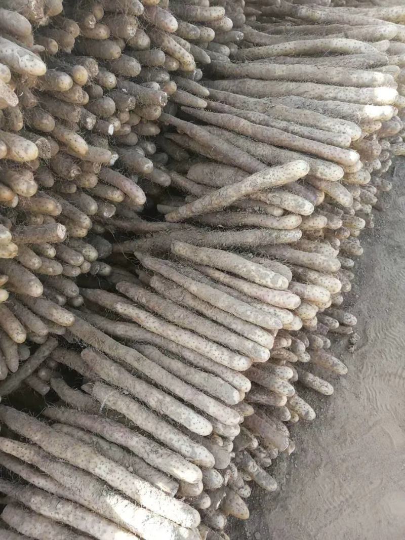 【热卖中】河北麻山药产地直达供应商超批发市场大量供货