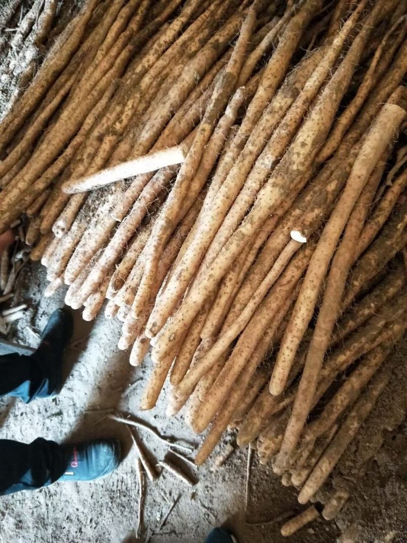 【热卖中】河北麻山药产地直达供应商超批发市场大量供货