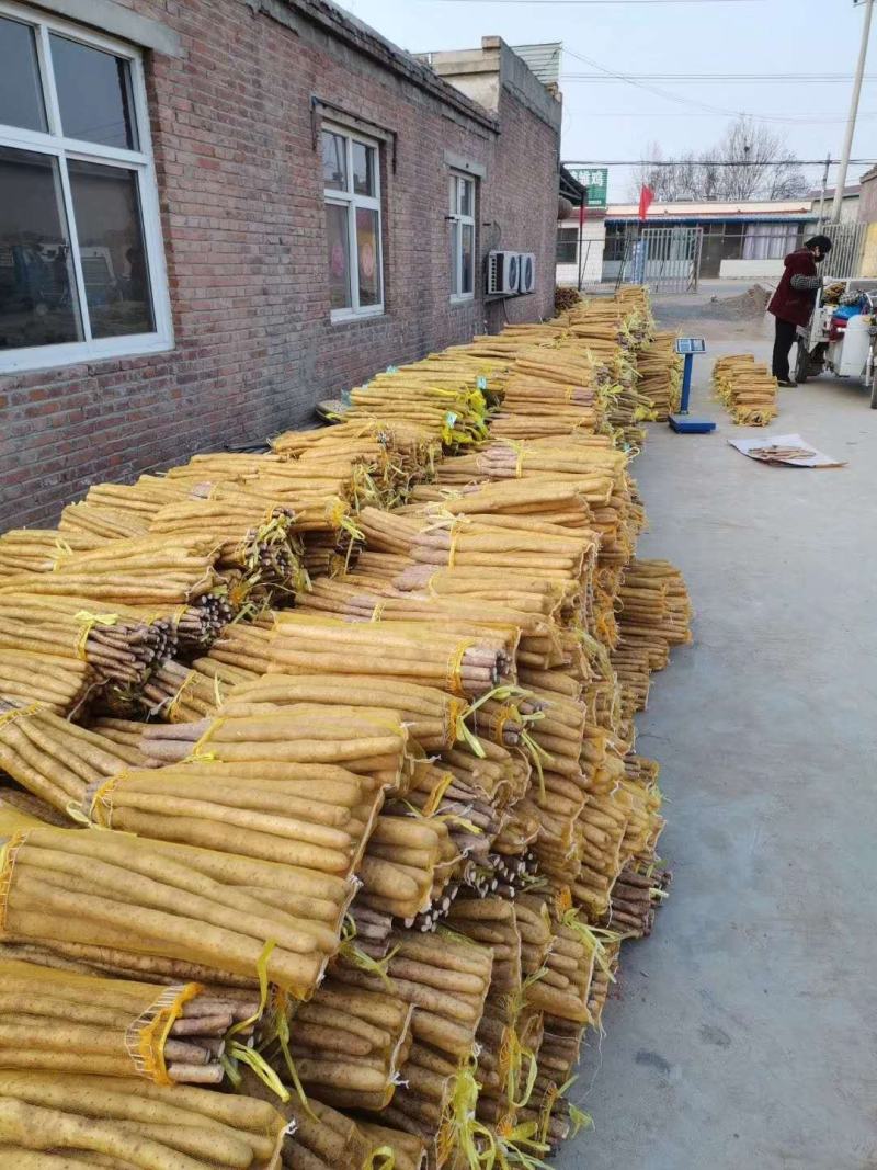 【热卖中】河北麻山药产地直达供应商超批发市场大量供货