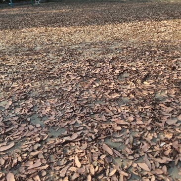 西瓜红，紫薯，烟薯二五，红香蕉