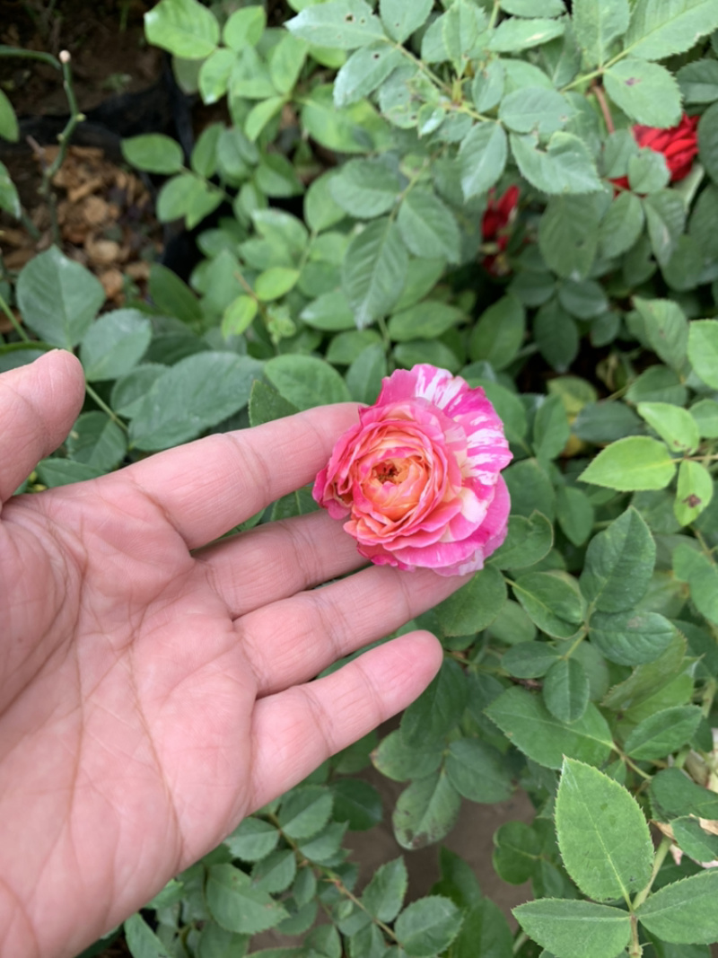 基地直销大花月季杯苗，带土球发货看视频选苗