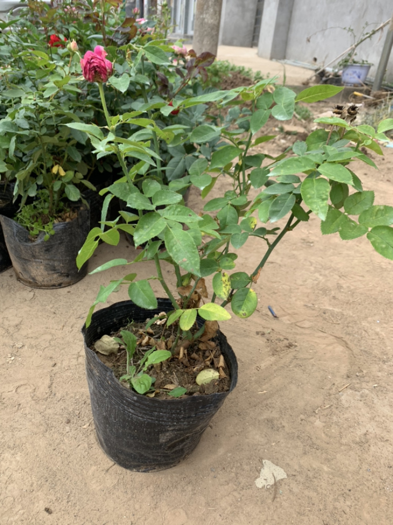 基地直销大花月季杯苗，带土球发货看视频选苗