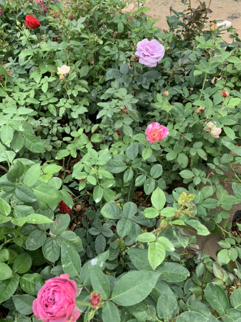基地直销大花月季杯苗，带土球发货看视频选苗