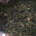 2016年高山生態壽眉