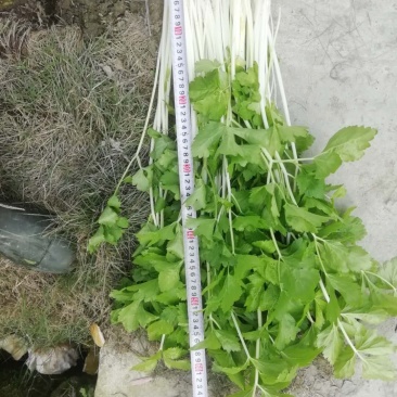 新鲜芹菜，便宜好货。
