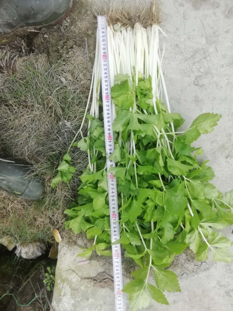 新鲜芹菜，便宜好货。
