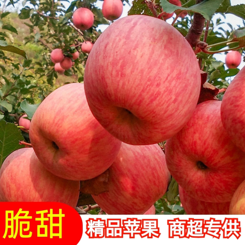 山东嘎啦苹果，65以上通货，价格便宜，装箱装车一条龙服