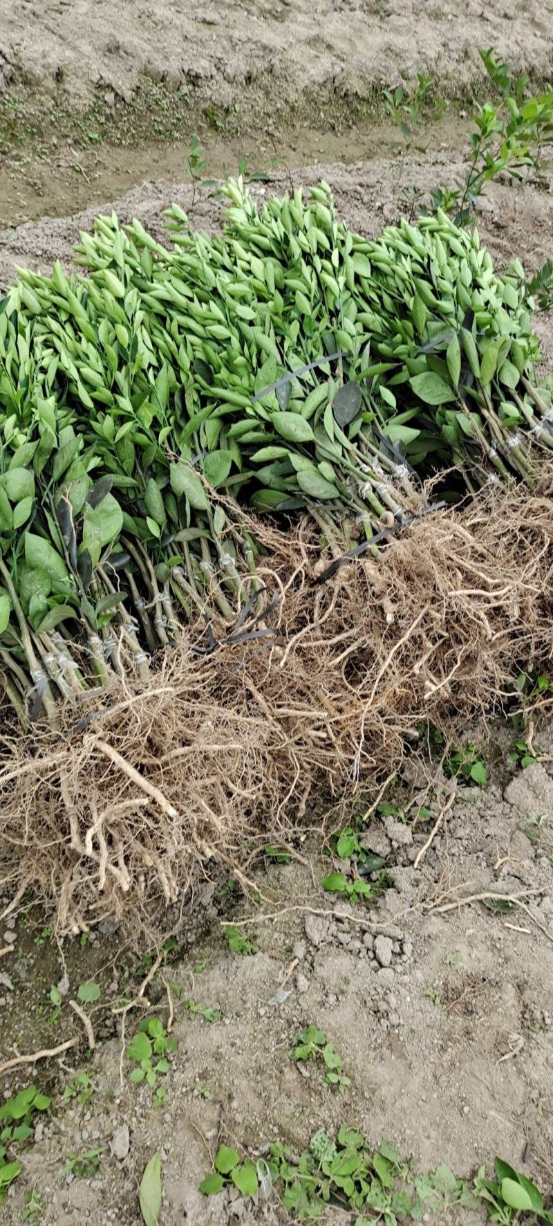 皇帝柑苗，王妃贡柑，正品包邮500棵起顺丰包邮